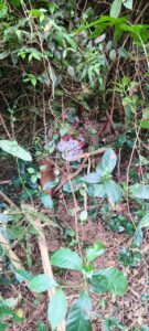 ರೈತನ ಬಲಿ ಪಡೆದು ದೂರದಲ್ಲೇ ನಿಂತ ಕಾಡಾನೆ: ಹೆಚ್ಚಿದ ಆತಂಕ