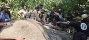 ಅರಣ್ಯ ಇಲಾಖೆ ನಿದ್ದೆಗೆಡಿಸಿದ್ದ ಒಂಟಿ ಕೋರೆ ಆನೆ ಕೊನೆಗೂ ಸೆರೆ